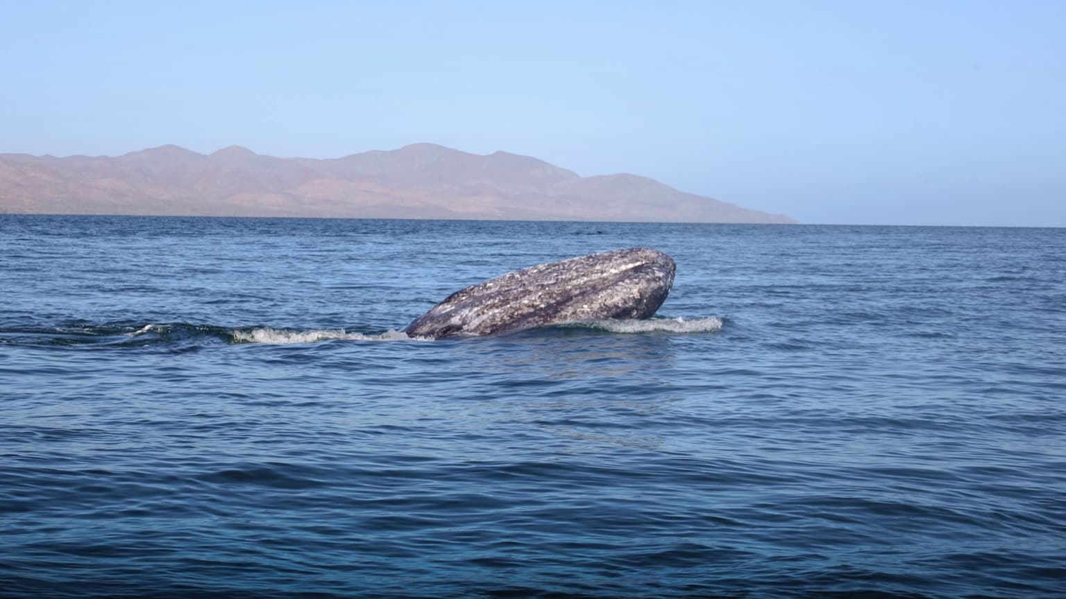Ballena Gris en Bahía Magdalena