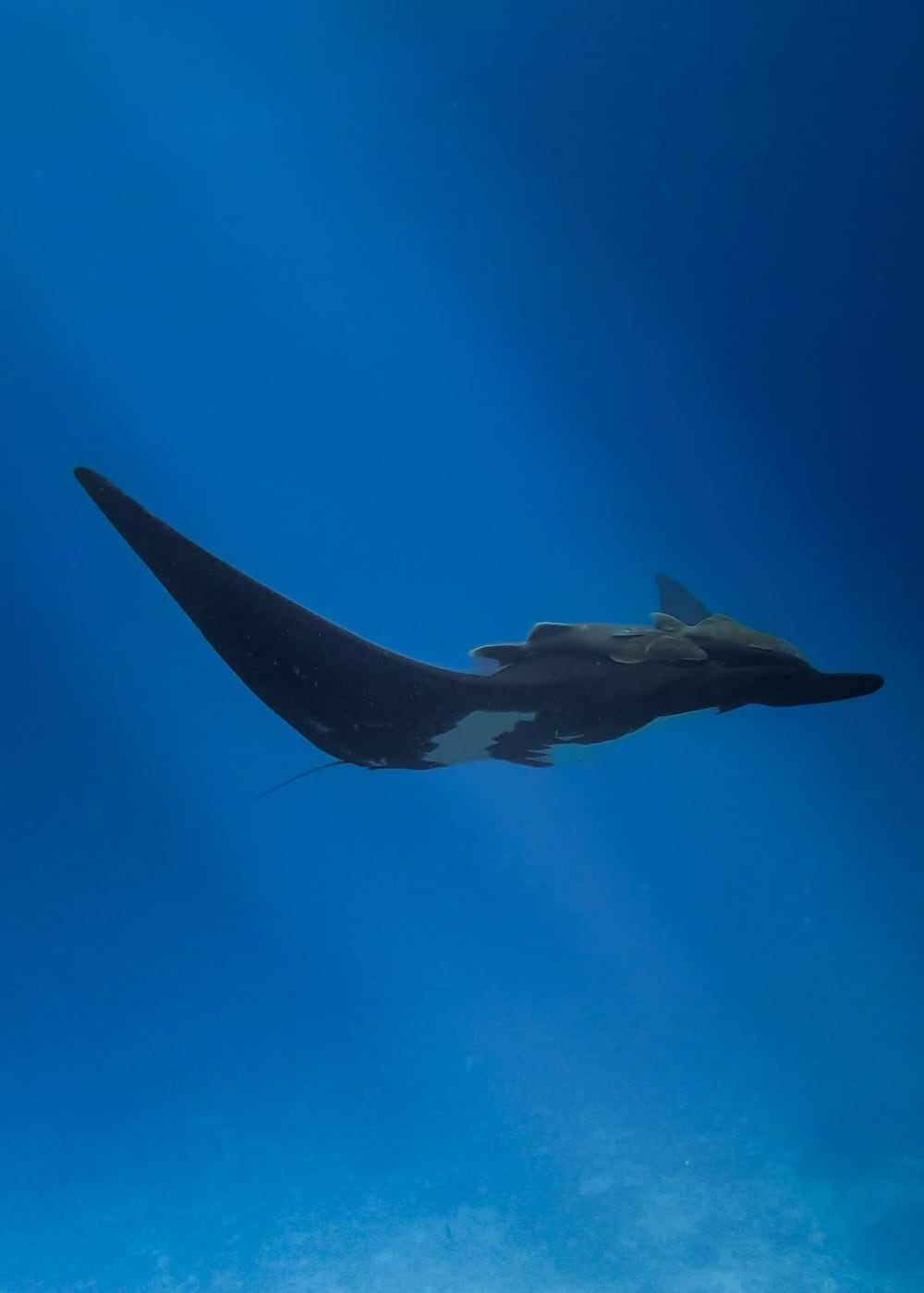 Ballena en el Mar de Cortés