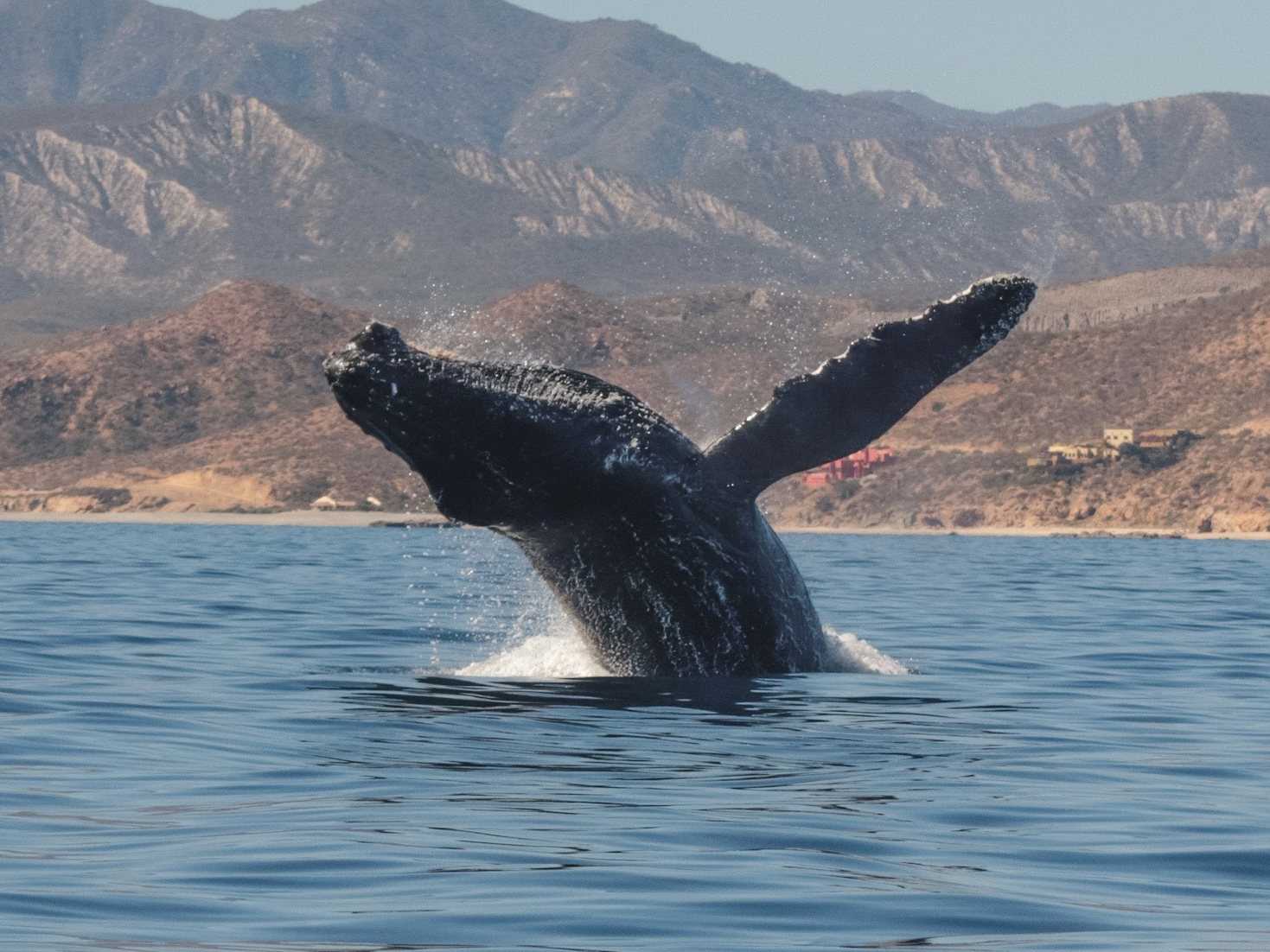 Ballena jorobada saltando frente a las montañas