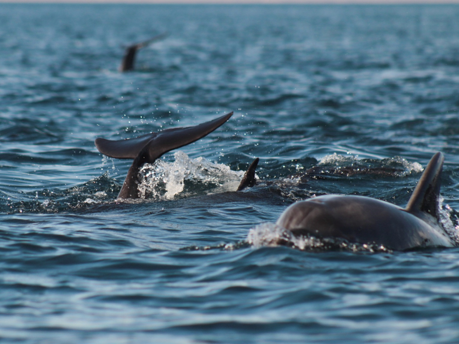 Grupo de delfines nadando en aguas cristalinas