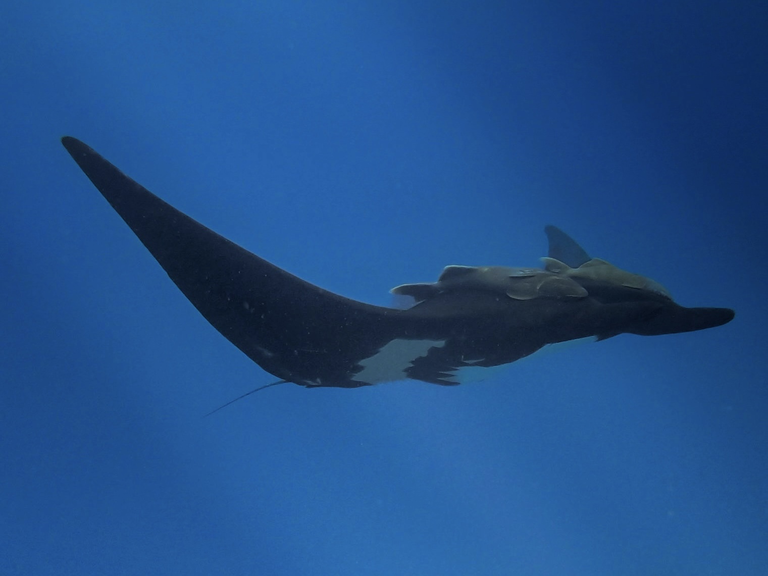 Majestuosa manta gigante nadando en aguas profundas