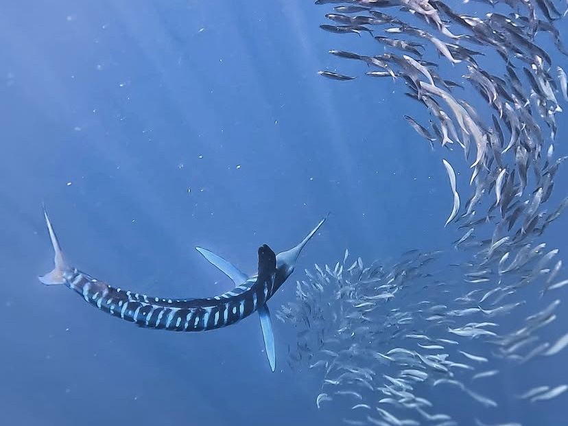 Marlin rayado cazando un cardumen de sardinas