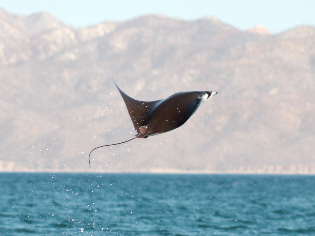 Mobula saltando fuera del agua en Safari La Ventana