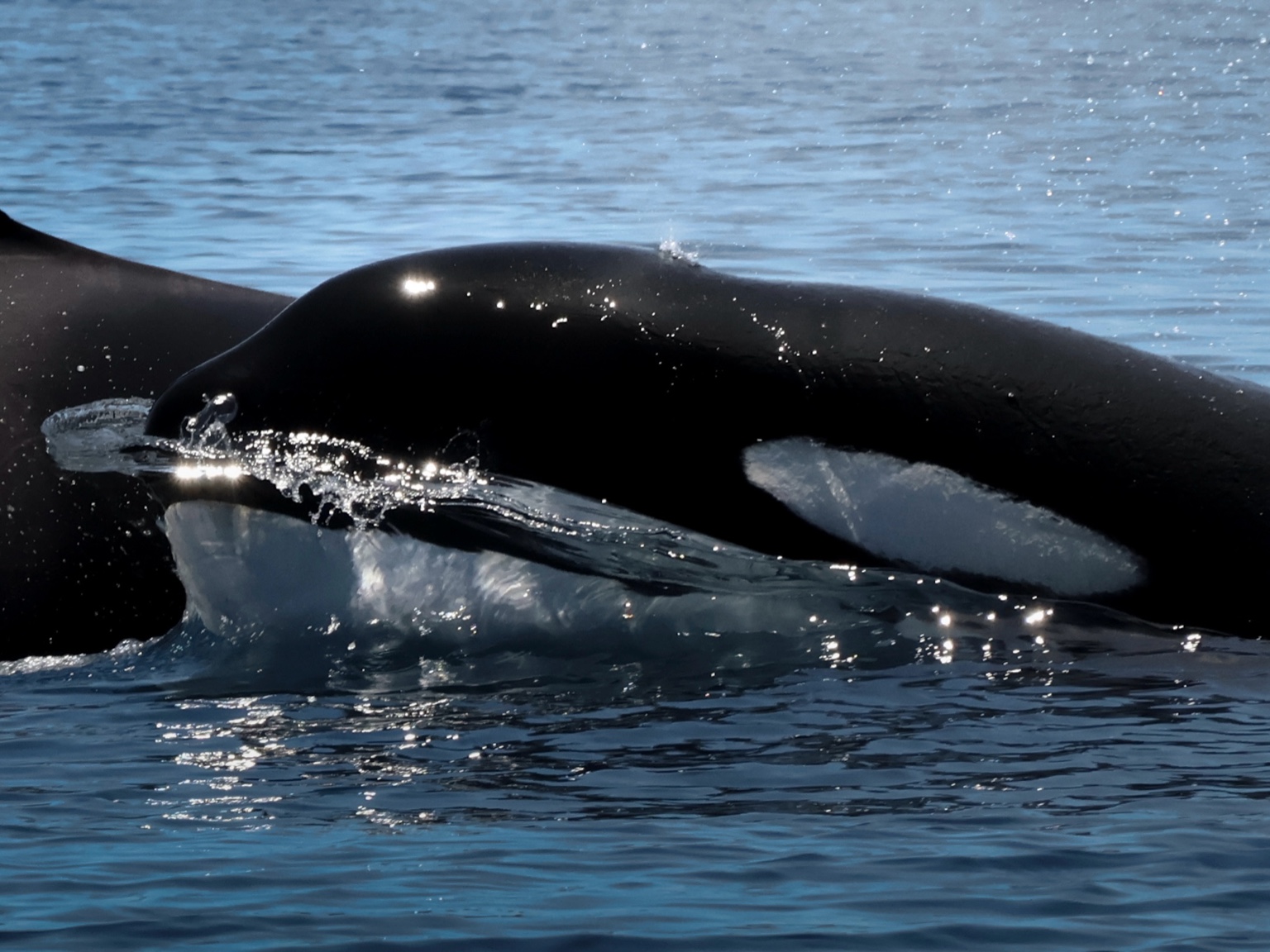Orca emergiendo en las aguas del Mar de Cortés
