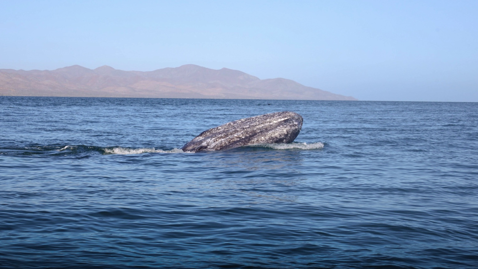 Ballena Gris Puerto Chale