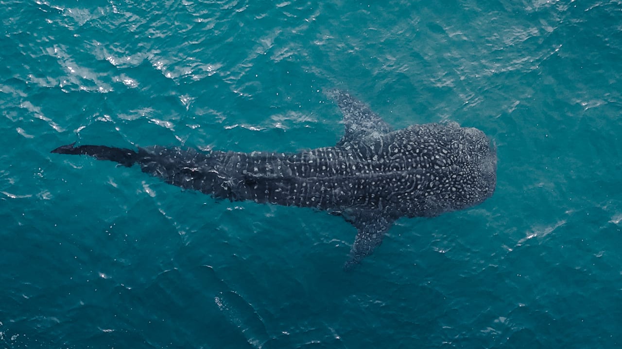 Tiburón Ballena
